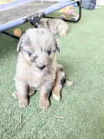 Sam, a male Australian Shepherd for sale in Pulaski, TN – 6 of 7