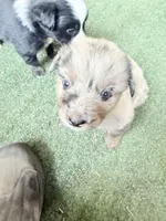 Sam, a male Australian Shepherd for sale in Pulaski, TN – 3 of 7