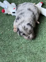 Sam, a male Australian Shepherd for sale in Pulaski, TN – 5 of 7