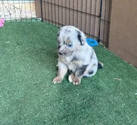Sam, a male Australian Shepherd for sale in Pulaski, TN – 4 of 7