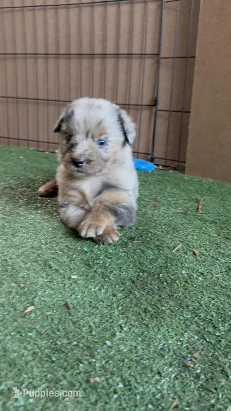 Sam – Australian Shepherd puppy on hold in Pulaski, TN