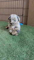 Sam, a male Australian Shepherd for sale in Pulaski, TN – 1 of 7