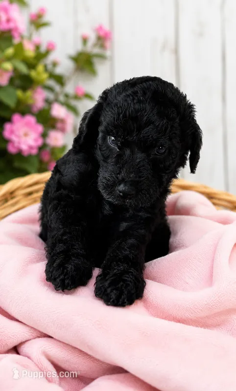Raven – Poodle - Standard  puppy for sale in Pulaski, TN