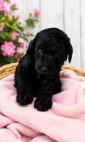 Raven, a female Poodle - Standard  for sale in Pulaski, TN – 1 of 1
