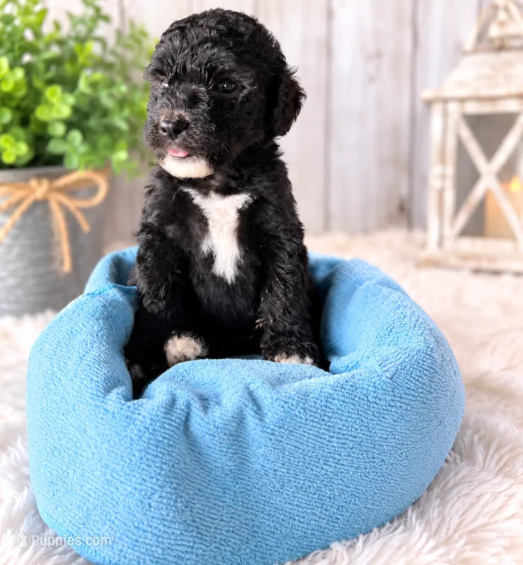 Winston – Poodle - Standard  puppy for sale in Pulaski, TN