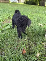 Aura, a female Poodle - Standard  for sale in Pulaski, TN – Photo 2 of 2
