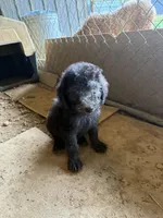 Aura, a female Poodle - Standard  for sale in Pulaski, TN – Photo 1 of 2