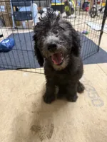 Stella, a female Poodle - Standard  for sale in Pulaski, TN – 3 of 7