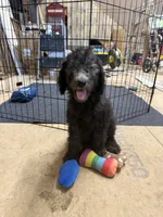 Stella, a female Poodle - Standard  for sale in Pulaski, TN – 5 of 7