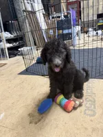 Stella, a female Poodle - Standard  for sale in Pulaski, TN – 7 of 7