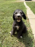 Winston, a male Poodle - Standard  for sale in Pulaski, TN – 2 of 6