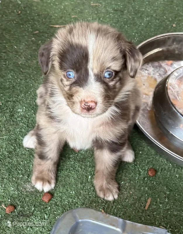 Jaycee – Australian Shepherd puppy on hold in Pulaski, TN
