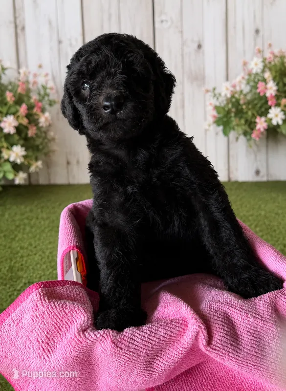 Stella – Poodle - Standard  puppy for sale in Pulaski, TN