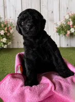 Stella, a female Poodle - Standard  for sale in Pulaski, TN – 1 of 1