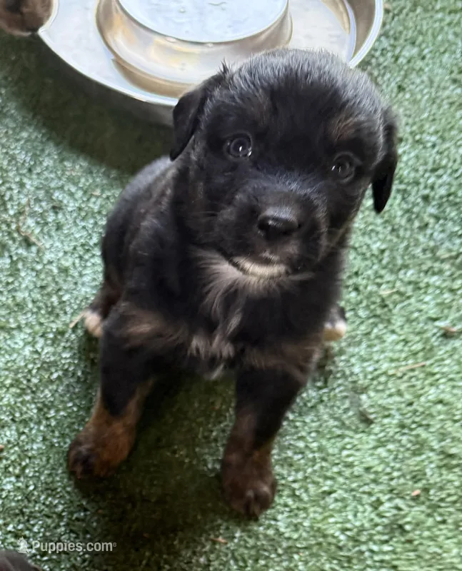 Abby – Australian Shepherd puppy for sale in Pulaski, TN