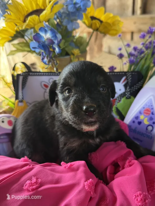 Abby – Australian Shepherd puppy for sale in Pulaski, TN