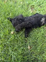 Beast, a male Poodle - Standard  for sale in Pulaski, TN – Photo 2 of 2