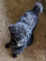 Beast, a male Poodle - Standard  for sale in Pulaski, TN – Photo 1 of 2