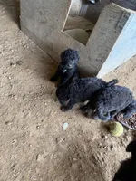 Merable, a female Poodle - Standard  for sale in Pulaski, TN – Photo 1 of 2