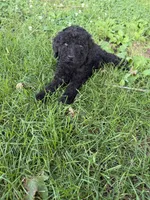 Merable, a female Poodle - Standard  for sale in Pulaski, TN – Photo 2 of 2