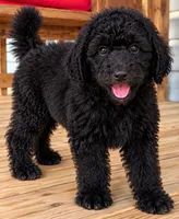 Maverick, a male Poodle - Standard  for sale in Pulaski, TN – 1 of 2