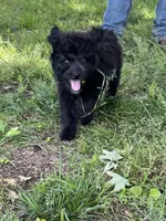 Willow, a female Aussiedoodle for sale in Pulaski, TN – Photo 4 of 6