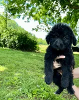 Willow, a female Aussiedoodle for sale in Pulaski, TN – Photo 3 of 6