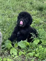 Willow, a female Aussiedoodle for sale in Pulaski, TN – Photo 2 of 6