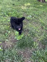 Willow, a female Aussiedoodle for sale in Pulaski, TN – Photo 6 of 6