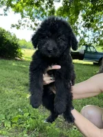 Willow, a female Aussiedoodle for sale in Pulaski, TN – Photo 5 of 6