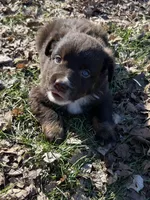 Willie, a male Australian Shepherd for sale in Pulaski, TN – Photo 1 of 2