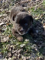 Willie, a male Australian Shepherd for sale in Pulaski, TN – Photo 2 of 2