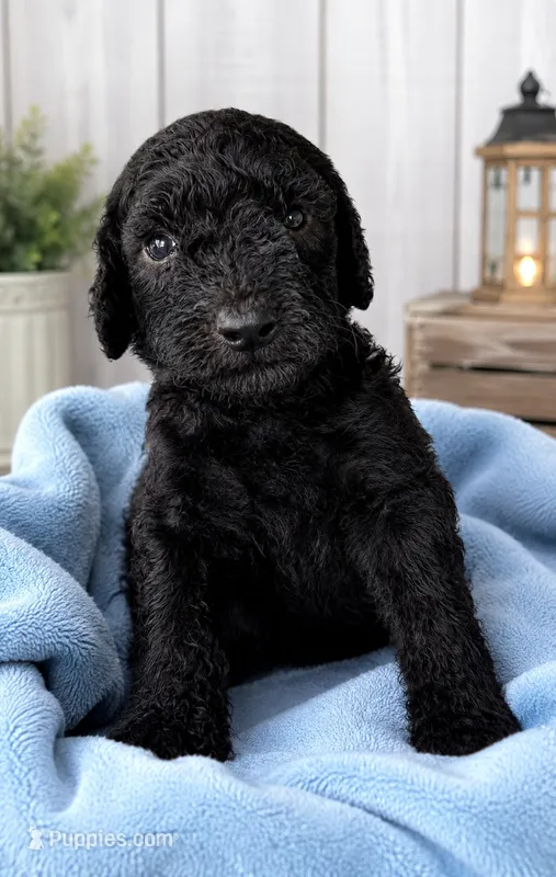 Onyx – Poodle - Standard  puppy for sale in Pulaski, TN
