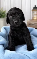 Onyx, a male Poodle - Standard  for sale in Pulaski, TN – 1 of 1