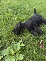 Coraline, a female Poodle - Standard  for sale in Pulaski, TN – Photo 2 of 2