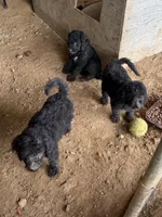 Coraline, a female Poodle - Standard  for sale in Pulaski, TN – Photo 1 of 2