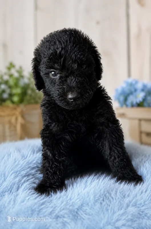 Maverick – Poodle - Standard  puppy for sale in Pulaski, TN