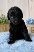 Maverick, a male Poodle - Standard  for sale in Pulaski, TN – 1 of 1