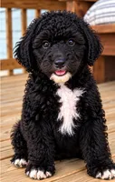 Winston, a male Poodle - Standard  for sale in Pulaski, TN – 1 of 2