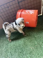 Claire, a female Australian Shepherd for sale in Pulaski, TN – 5 of 7