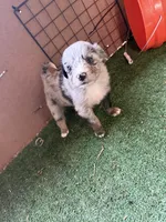 Claire, a female Australian Shepherd for sale in Pulaski, TN – 7 of 7