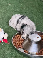Claire, a female Australian Shepherd for sale in Pulaski, TN – 3 of 7