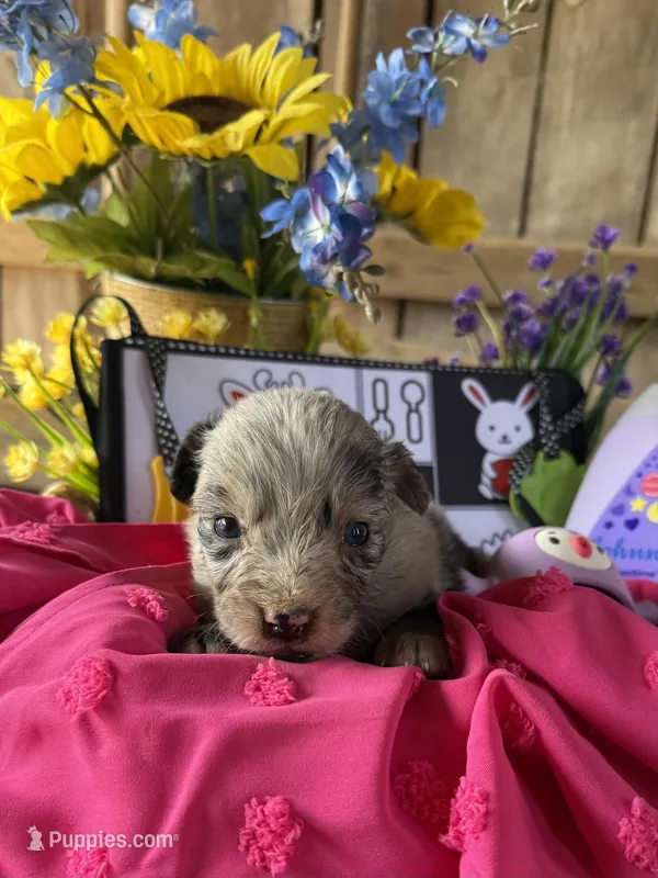 Claire – Australian Shepherd puppy for sale in Pulaski, TN