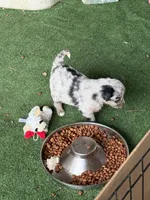 Claire, a female Australian Shepherd for sale in Pulaski, TN – 4 of 7