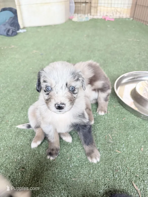 Claire – Australian Shepherd puppy for sale in Pulaski, TN