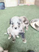 Claire, a female Australian Shepherd for sale in Pulaski, TN – 1 of 7