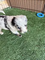 Claire, a female Australian Shepherd for sale in Pulaski, TN – 6 of 7