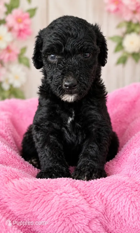 Ivy – Poodle - Standard  puppy for sale in Pulaski, TN