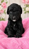 Ivy, a female Poodle - Standard  for sale in Pulaski, TN – 1 of 1