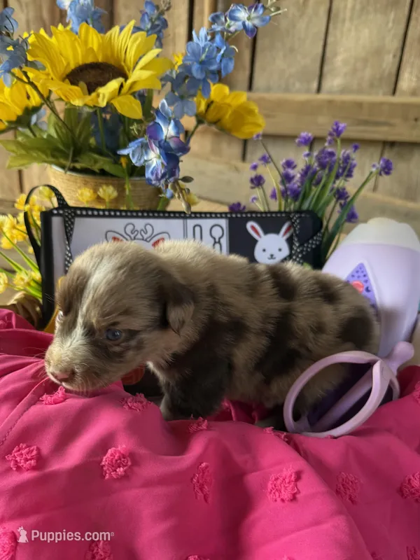 DeeDee  – Australian Shepherd puppy for sale in Pulaski, TN